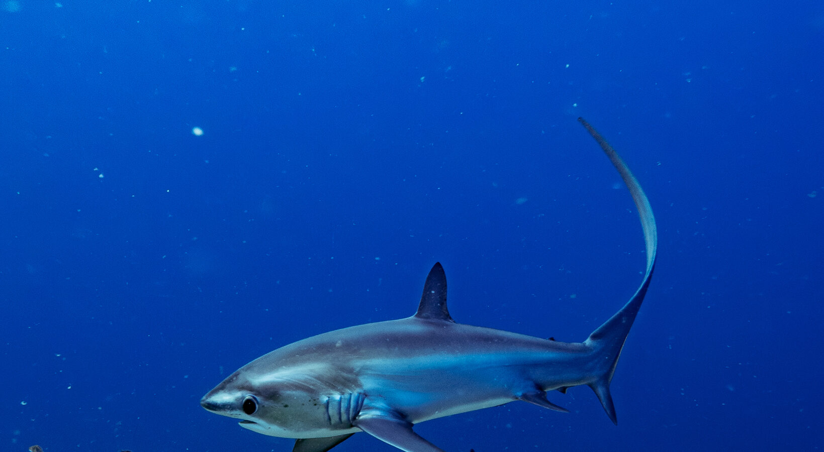 Uno squalo volpe pelagico dal dorso blu, con la lunga coda alzata a falce, nuota nel blu sopra un fondale di alghe