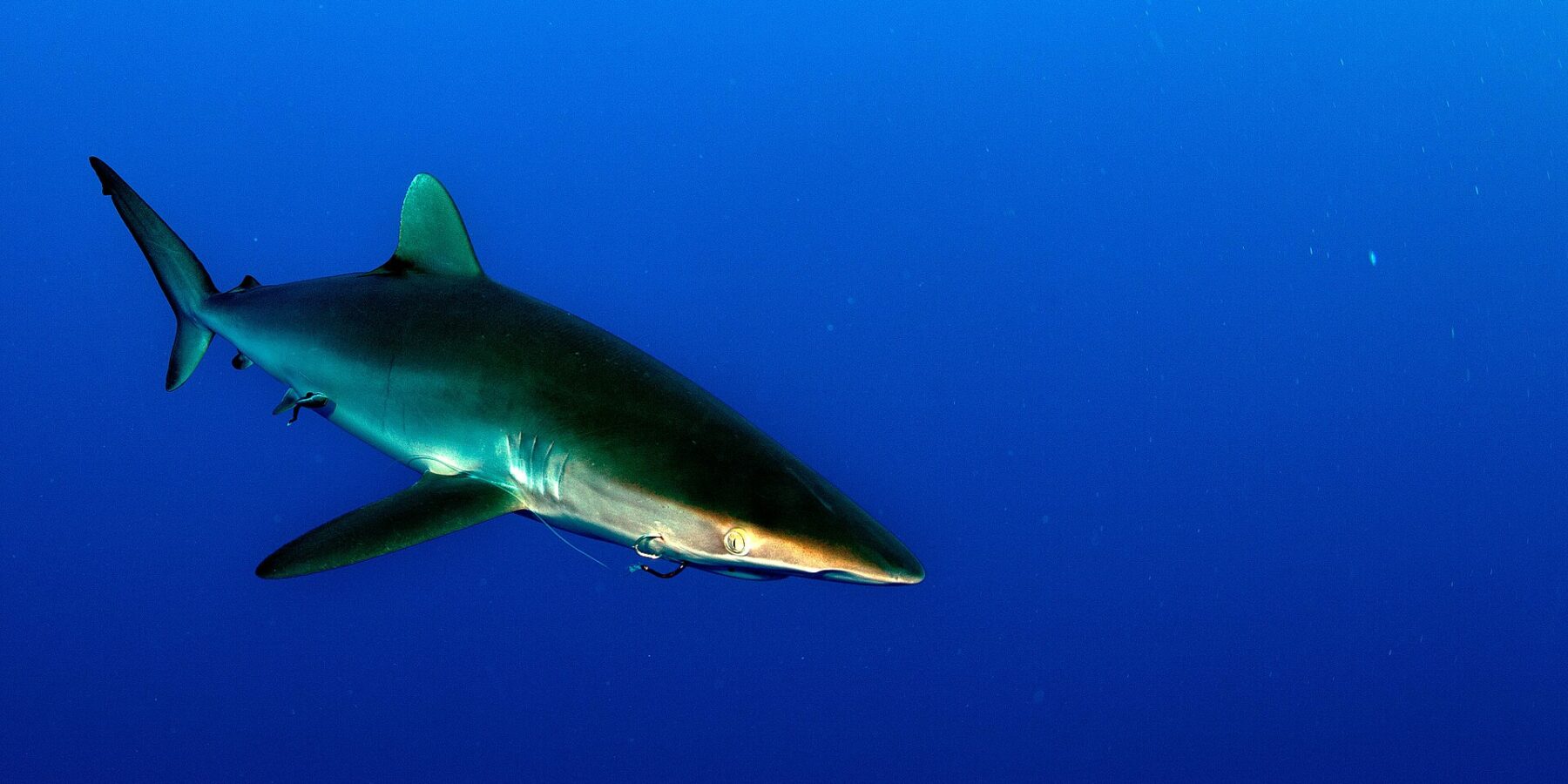 Uno squalo seta dal dorso bronzeo e dalle lunghe pettorali nuota verso destra in un'acqua blu profondo, senza fondale visibile