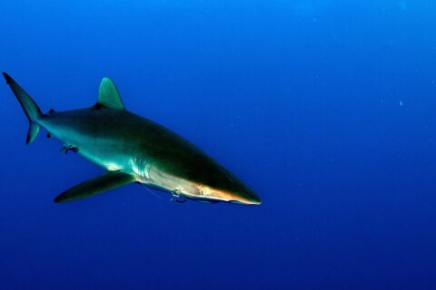 Uno squalo seta dal dorso bronzeo e dalle lunghe pettorali nuota verso destra in un'acqua blu profondo, senza fondale visibile