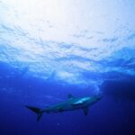 Uno squalo seta visto da sotto nuota appena sotto la superficie illuminata dal sole, con due sagome di sub sopra di lui e, a destra, l'ombra scura dello scafo di una barca