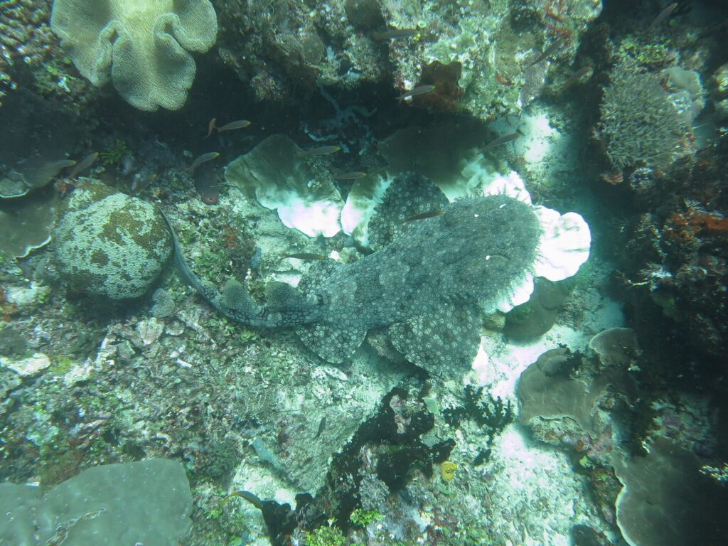 Uno squalo tappeto barbuto visto dall'alto, disteso piatto sul reef, la livrea grigia marmorizzata confusa con i coralli, la testa frangiata di lobi a destra e la coda ricurva verso sinistra.