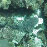 Uno squalo tappeto barbuto visto dall'alto, disteso piatto sul reef, la livrea grigia marmorizzata confusa con i coralli, la testa frangiata di lobi a destra e la coda ricurva verso sinistra.