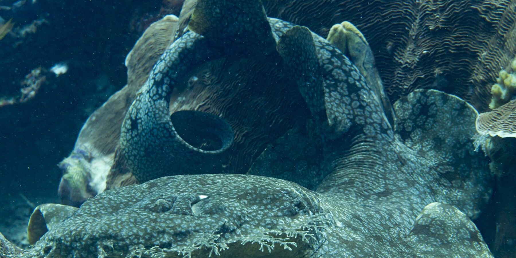 Uno squalo tappeto a frange disteso ai piedi di un blocco di corallo, il corpo appiattito marmorizzato di grigio ripiegato ad anello, in primo piano la frangia di lobi ramificati che borda la bocca.