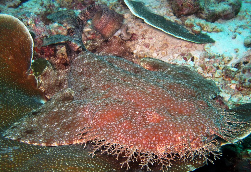 Primo piano di uno squalo tappeto barbuto disteso sul reef, corpo appiattito bruno-rossastro punteggiato di piccole macchie chiare, la frangia di lobi ramificati della testa in primo piano, contro un corallo a piatto.