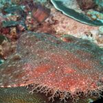 Primo piano di uno squalo tappeto barbuto disteso sul reef, corpo appiattito bruno-rossastro punteggiato di piccole macchie chiare, la frangia di lobi ramificati della testa in primo piano, contro un corallo a piatto.
