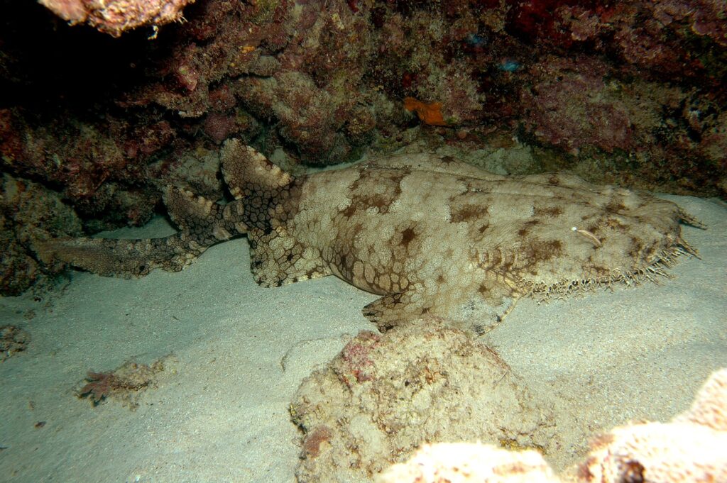Uno squalo tappeto a frange intero disteso sulla sabbia di una grotta, la testa larga e frangiata a destra, le pettorali arrotondate, il corpo che si assottiglia dietro le pelviche, due dorsali arretrate e una coda corta, beige macchiato di bruno