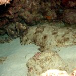 Uno squalo tappeto a frange intero disteso sulla sabbia di una grotta, la testa larga e frangiata a destra, le pettorali arrotondate, il corpo che si assottiglia dietro le pelviche, due dorsali arretrate e una coda corta, beige macchiato di bruno