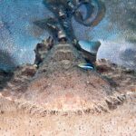 Uno squalo tappeto a frange visto di fronte, disteso piatto su un corallo tabulare, la testa larghissima bordata da una fitta frangia di lobi di pelle ramificati, le ampie pettorali aperte ai lati, la coda sollevata dietro, un pesciolino blu a righe nere sul dorso