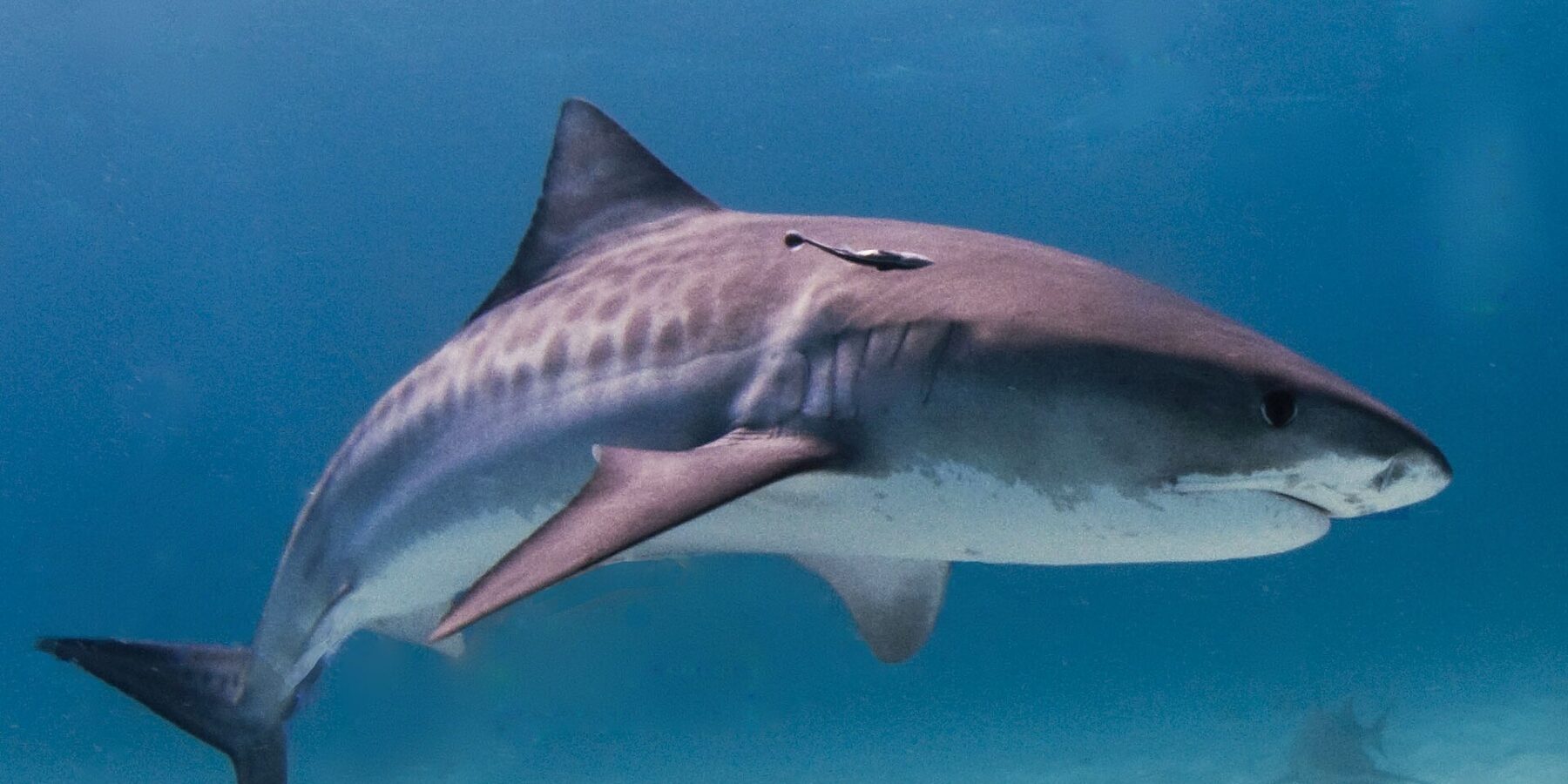 Uno squalo tigre di profilo sopra un fondale di sabbia chiara, con le strisce scure visibili sui fianchi, una remora sotto la dorsale