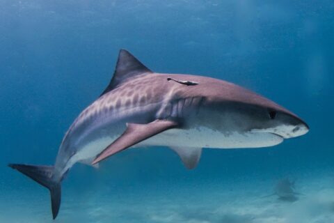 Uno squalo tigre di profilo sopra un fondale di sabbia chiara, con le strisce scure visibili sui fianchi, una remora sotto la dorsale