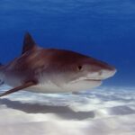 Un grande squalo tigre di tre quarti sopra una sabbia bianca increspata, il dorso bruno quasi uniforme, le strisce appena visibili verso la coda, il muso corto e squadrato, il grande occhio e la bocca larga, il ventre bianco