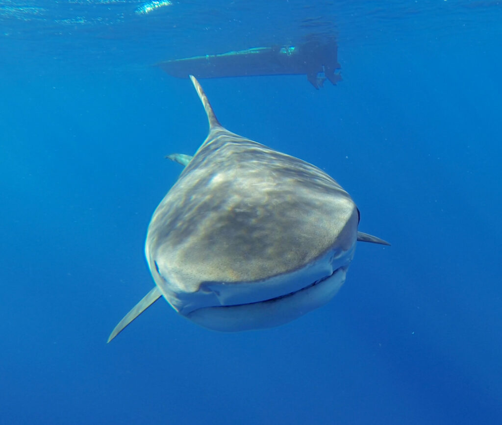 Uno squalo tigre che nuota dritto verso l'obiettivo nel blu, la testa larghissima dal muso corto quasi squadrato, la bocca che si allunga per tutta la larghezza, le pettorali aperte, lo scafo di una barca in superficie sopra di lui