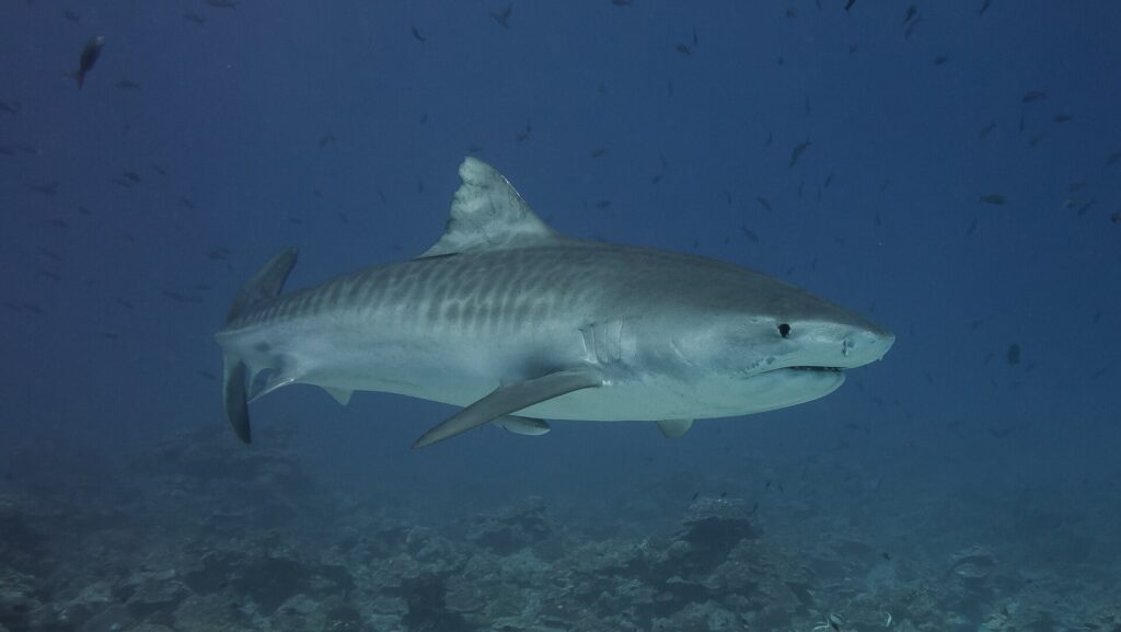 Uno squalo tigre di profilo sopra un reef, il dorso grigio attraversato da strisce scure verticali sui fianchi, la testa massiccia dal muso corto e squadrato, l'occhio nero, una remora sotto il ventre, pesci tutto intorno