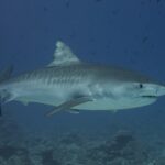 Uno squalo tigre di profilo sopra un reef, il dorso grigio attraversato da strisce scure verticali sui fianchi, la testa massiccia dal muso corto e squadrato, l'occhio nero, una remora sotto il ventre, pesci tutto intorno