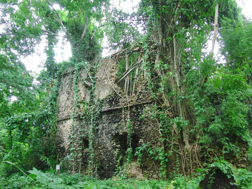 I muri in pietra di corallo di una casa in rovina invasa dalle radici di un fico e dalla vegetazione, sull'isola di Chole