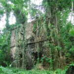 I muri in pietra di corallo di una casa in rovina invasa dalle radici di un fico e dalla vegetazione, sull'isola di Chole
