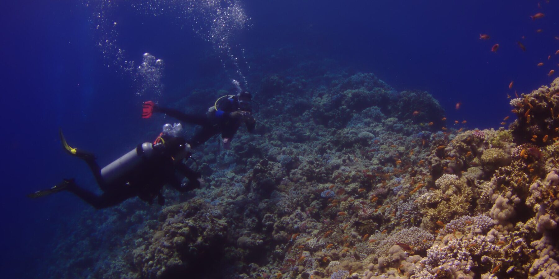 Due sub costeggiano la parete esterna del Blue Hole, coperta di coralli duri e anthias, con il blu profondo a sinistra
