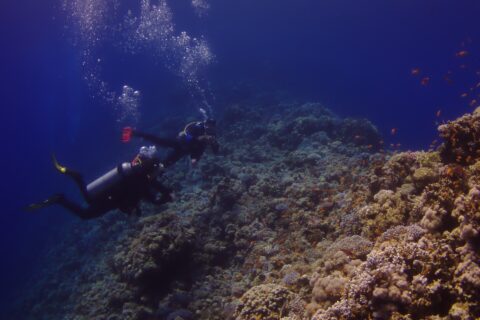 Due sub costeggiano la parete esterna del Blue Hole, coperta di coralli duri e anthias, con il blu profondo a sinistra