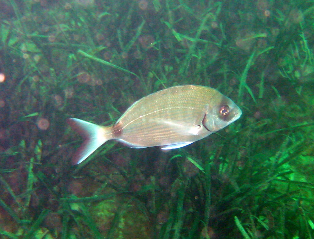 Un sarago maggiore nuota verso destra sopra una prateria di posidonia: corpo ovale argentato percorso da sottili linee dorate longitudinali, parte anteriore della testa più scura, bordo nero dell'opercolo, macchia scura sul peduncolo e coda forcuta bordata di scuro.