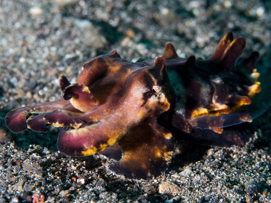 Una seppia fiammeggiante che cammina sulla sabbia vulcanica nera, livrea porpora e marrone macchiata di giallo arancio, braccia alzate in avanti e papille erette sul dorso.