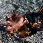 Una seppia fiammeggiante che cammina sulla sabbia vulcanica nera, livrea porpora e marrone macchiata di giallo arancio, braccia alzate in avanti e papille erette sul dorso.