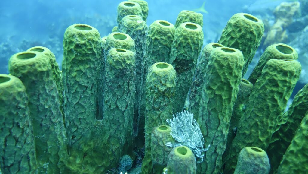 Un piccolo spirografo bianco apre il suo pennacchio ai piedi di un gruppo di grandi spugne tubolari verde giallo, in un'acqua blu