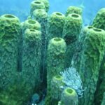 Un piccolo spirografo bianco apre il suo pennacchio ai piedi di un gruppo di grandi spugne tubolari verde giallo, in un'acqua blu