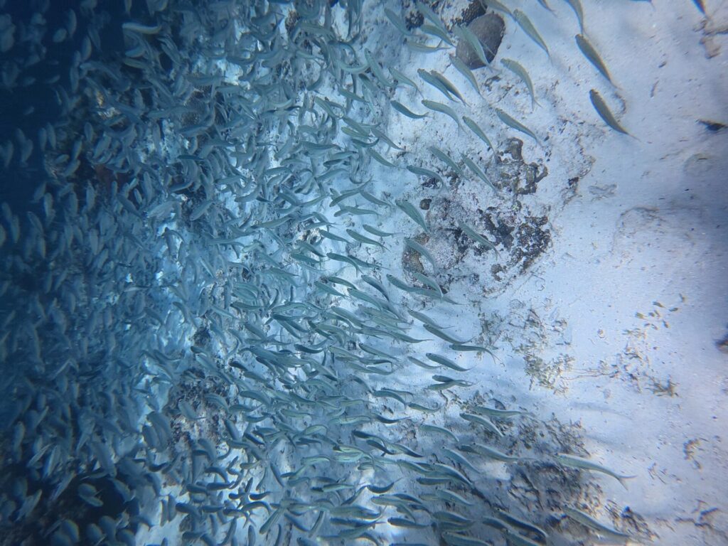 Un banco compatto di sardine argentate sfiora un fondale di sabbia chiarissima punteggiato di rocce scure, con la massa dei pesci più densa verso sinistra, nel blu.