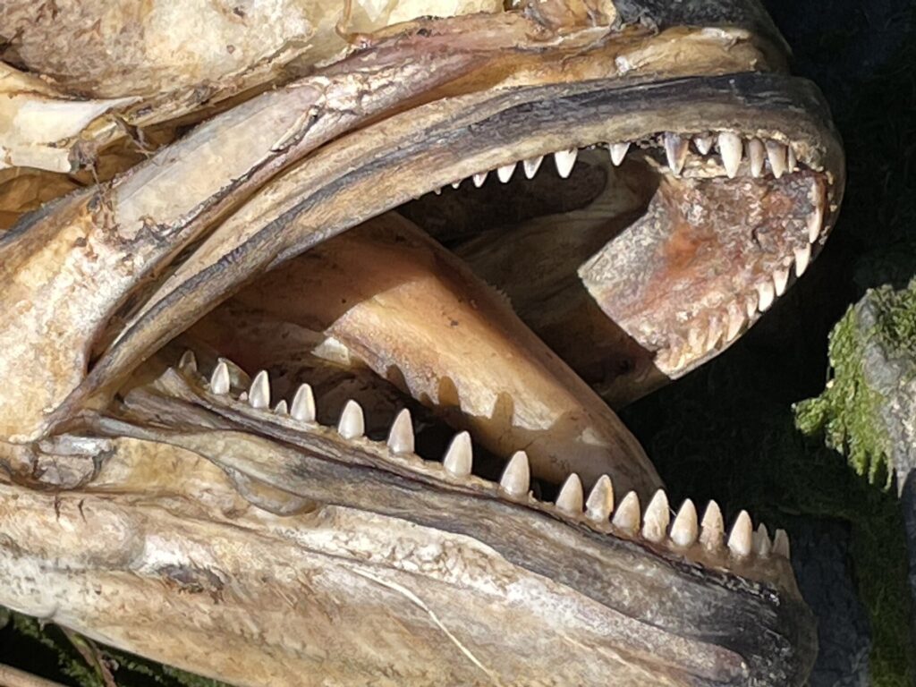 Primo piano della bocca aperta di un pesce serra morto ed essiccato: su ogni mascella, una sola fila di denti triangolari, appuntiti e regolari.