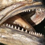 Primo piano della bocca aperta di un pesce serra morto ed essiccato: su ogni mascella, una sola fila di denti triangolari, appuntiti e regolari.
