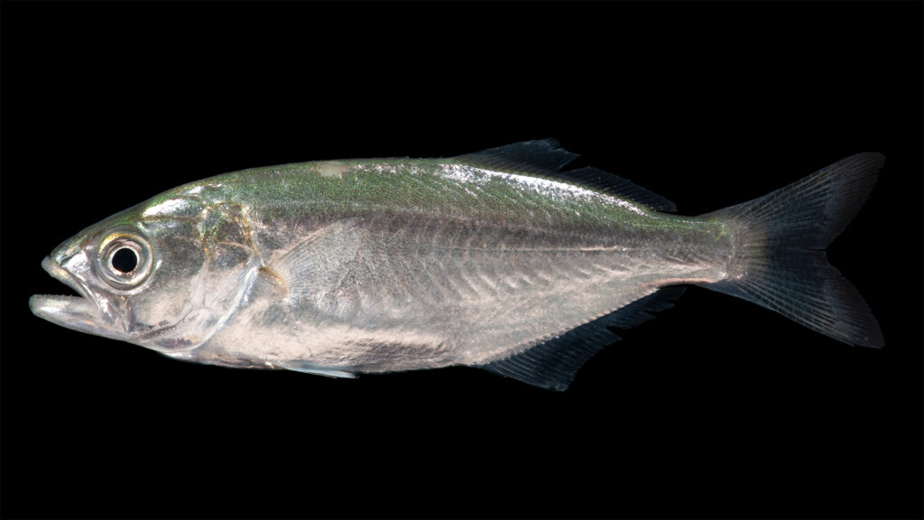 Un pesce serra di profilo su fondo nero, con la testa a sinistra: dorso verde-blu iridescente che sfuma nell'argento sui fianchi, occhio grande, mascella inferiore sporgente, prima pinna dorsale corta e spinosa seguita da una seconda più lunga, coda forcuta scura.