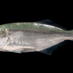 Un pesce serra di profilo su fondo nero, con la testa a sinistra: dorso verde-blu iridescente che sfuma nell'argento sui fianchi, occhio grande, mascella inferiore sporgente, prima pinna dorsale corta e spinosa seguita da una seconda più lunga, coda forcuta scura.