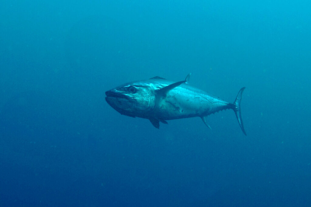 Un tonno dentato arriva di tre quarti nel blu profondo, con la testa massiccia, il grande occhio e la bocca ben visibili