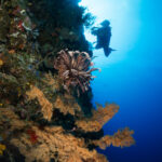 Una parete verticale coperta di spugne e coralli neri dai rami dorati, un crinoide marrone al centro, con un sub fotografo in silhouette contro l'acqua blu illuminata dal sole.