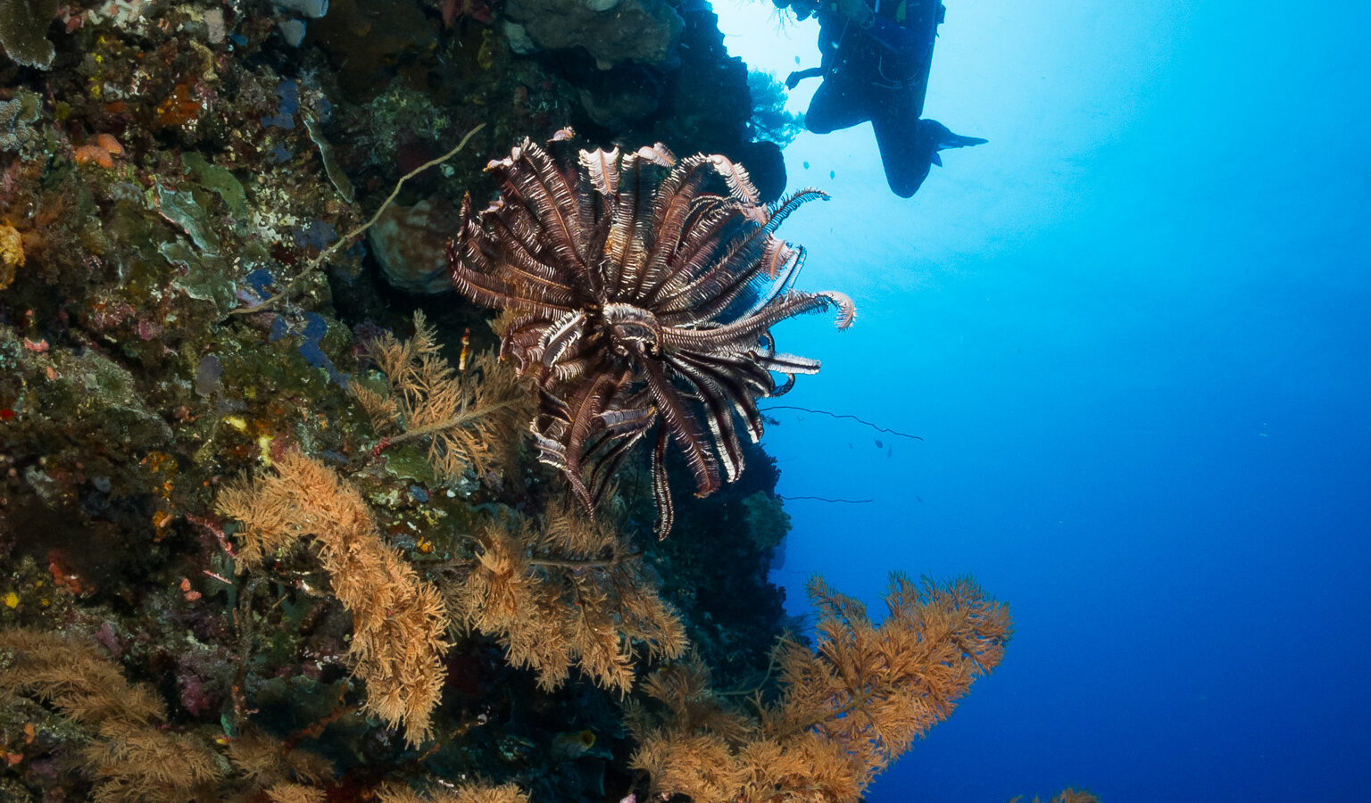 Una parete verticale coperta di spugne e coralli neri dai rami dorati, un crinoide marrone al centro, con un sub fotografo in silhouette contro l'acqua blu illuminata dal sole.