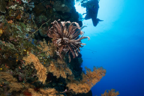 Una parete verticale coperta di spugne e coralli neri dai rami dorati, un crinoide marrone al centro, con un sub fotografo in silhouette contro l'acqua blu illuminata dal sole.