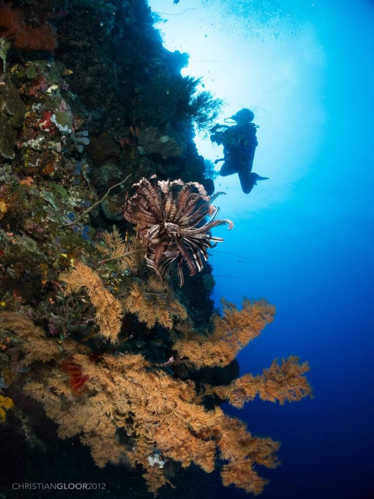 Una parete verticale coperta di spugne e coralli neri dai rami dorati, un crinoide marrone al centro, con un sub fotografo in silhouette contro l'acqua blu illuminata dal sole.