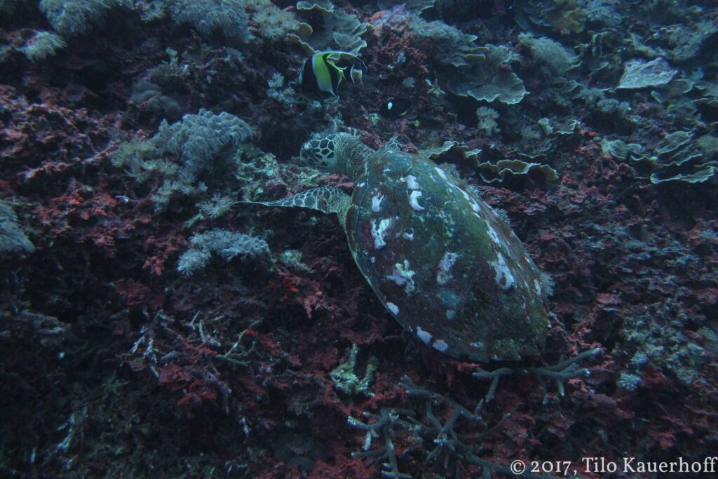 Una tartaruga marina dal carapace scuro macchiato di bianco, vista dall'alto, che si nutre su un reef di coralli molli e incrostazioni rosse, con un idolo moresco sopra di lei.