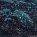 Una tartaruga marina dal carapace scuro macchiato di bianco, vista dall'alto, che si nutre su un reef di coralli molli e incrostazioni rosse, con un idolo moresco sopra di lei.
