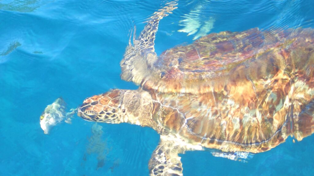 Una tartaruga embricata vista dall'alto, carapace marrone e ambra sotto i riflessi della superficie, nuota nell'acqua blu delle Similan