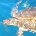 Una tartaruga embricata vista dall'alto, carapace marrone e ambra sotto i riflessi della superficie, nuota nell'acqua blu delle Similan