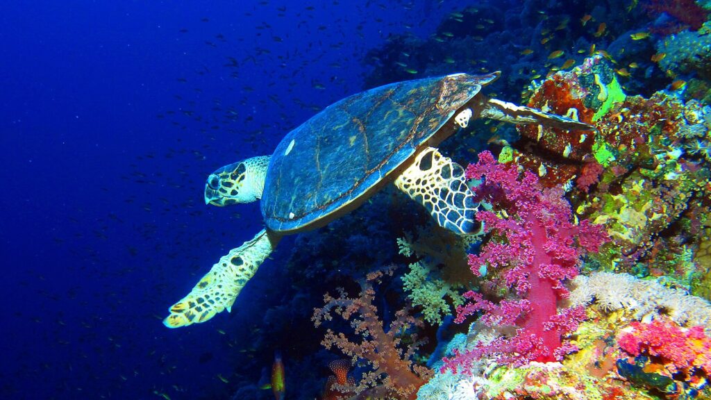 Una tartaruga embricata nuota lungo la parete, sopra coralli molli rosa, con il blu profondo dietro di sé
