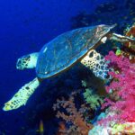 Una tartaruga embricata nuota lungo la parete, sopra coralli molli rosa, con il blu profondo dietro di sé