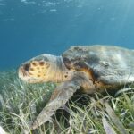 Una tartaruga caretta di profilo sopra una prateria marina, con la testa a sinistra: una testa enorme coperta di placche brune bordate di giallo, un becco spesso, un carapace bruno punteggiato di cirripedi e una pinna anteriore appoggiata tra le piante
