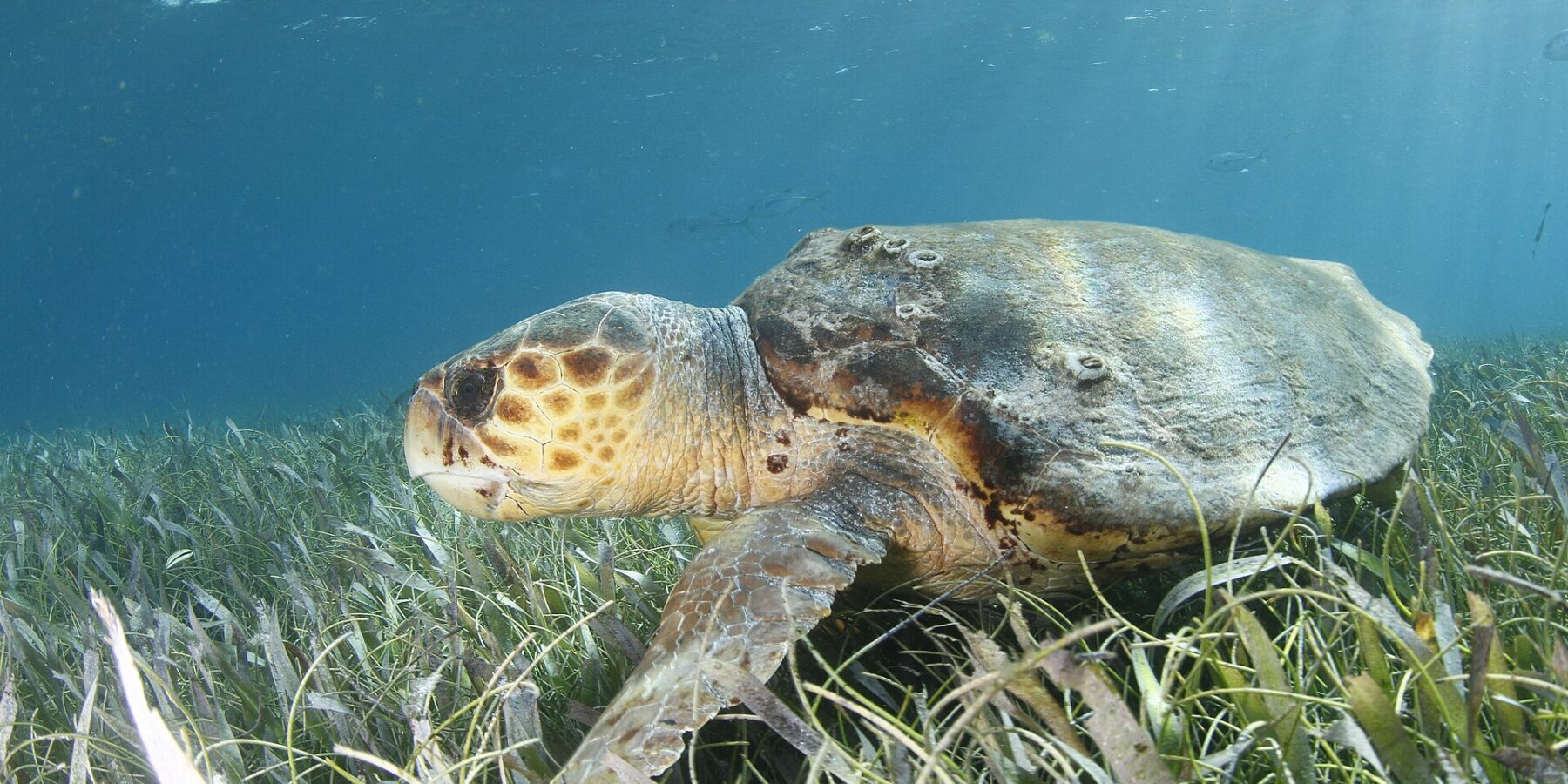 Una tartaruga caretta di profilo sopra una prateria marina, con la testa a sinistra: una testa enorme coperta di placche brune bordate di giallo, un becco spesso, un carapace bruno punteggiato di cirripedi e una pinna anteriore appoggiata tra le piante