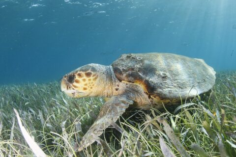 Una tartaruga caretta di profilo sopra una prateria marina, con la testa a sinistra: una testa enorme coperta di placche brune bordate di giallo, un becco spesso, un carapace bruno punteggiato di cirripedi e una pinna anteriore appoggiata tra le piante