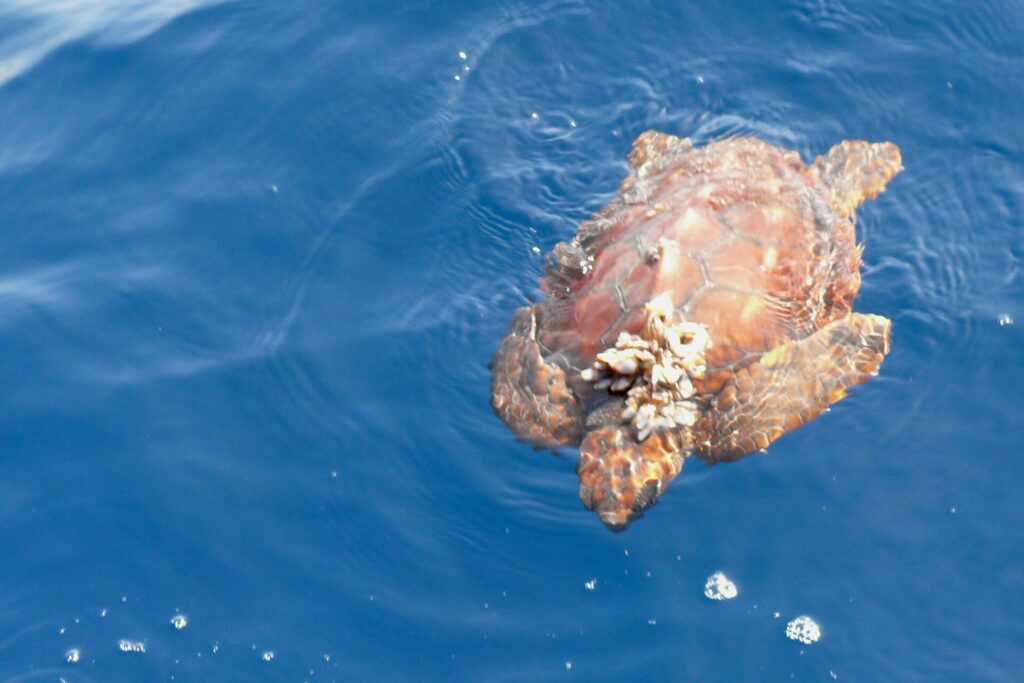 Una giovane tartaruga caretta vista dall'alto sulla superficie di un mare blu, con la testa verso il basso dell'immagine: un carapace bruno-arancio dalle placche ben disegnate, un grappolo di cirripedi attaccato davanti, le pinne aperte