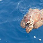 Una giovane tartaruga caretta vista dall'alto sulla superficie di un mare blu, con la testa verso il basso dell'immagine: un carapace bruno-arancio dalle placche ben disegnate, un grappolo di cirripedi attaccato davanti, le pinne aperte