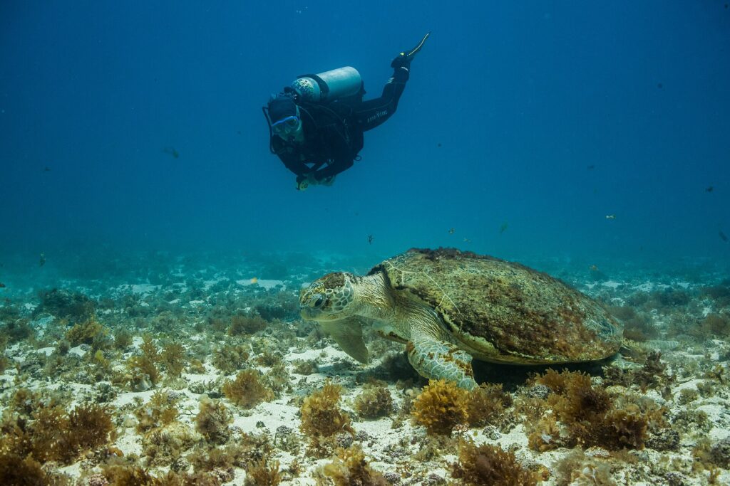 Una grossa tartaruga caretta posata su un fondale di sabbia e alghe brune, il carapace coperto di alghe, sotto lo sguardo di un sub che le passa sopra