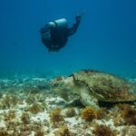 Una grossa tartaruga caretta posata su un fondale di sabbia e alghe brune, il carapace coperto di alghe, sotto lo sguardo di un sub che le passa sopra